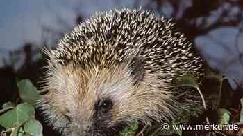 Igel Fipsi wurde „Opfer eines Mähroboters“: Teilamputation bei OP – Tierhilfe bittet um Spenden