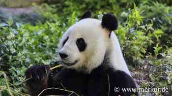 Rote Augen, weißes Fell: Erster und wahrscheinlich einziger Albino-Riesenpanda gefilmt