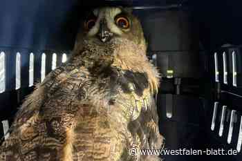 Warburger Feuerwehr rettet jungen Uhu aus der Not