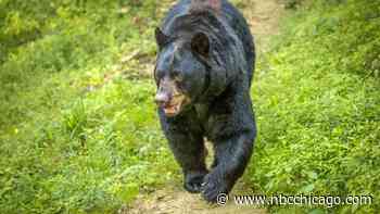 As a black bear roams Lake County, officials say such sightings are ‘becoming more common'