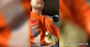 ‘Little gestures make big impacts’: Saskatoon man saves gosling on road to work