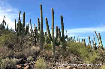 How many saguaro cacti grow in the Valley? Enter The Lab to find out