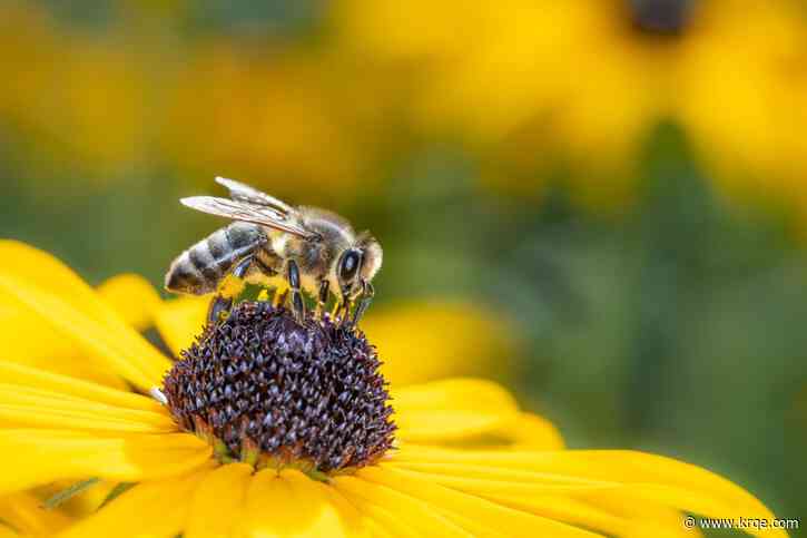 Local group offers resources on plant pollinators