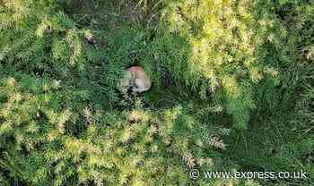 Beloved lost dog cowering in huge field for 36 hours rescued after frantic search