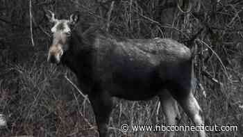Moose euthanized near Bradley Airport after breaching fence: DEEP
