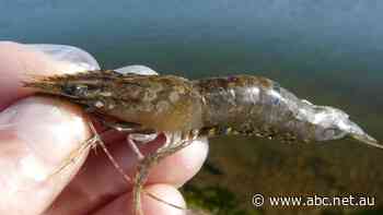 Major blow for prawn farmers as white spot restrictions extended