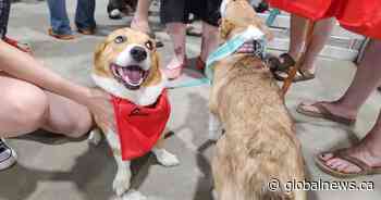 Martensville Corgi Races brings in largest crowd yet