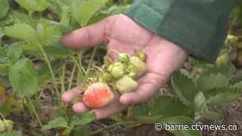 'Invaluable' rainy conditions spell relief for farmers