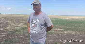 Hot and dry conditions could produce ‘catastrophic’ situation for Alberta ranchers