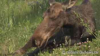Moose causes minor fuss along Trans-Canada Highway