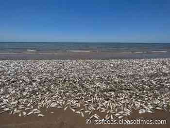 Thousands of dead fish washed ashore beaches along the Texas Gulf Coast. Here's why.