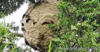 Locals urged to 'keep away' as huge bees' nest found in park