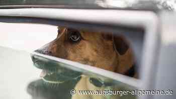 Hund bei Hitze im Auto: Busfahrer wählt Notruf