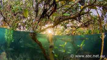 World's largest salt company defends project as opponents say saltworks could harm mangroves, animals