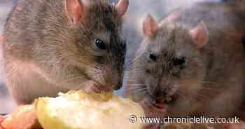 Six signs you've got rats in your home and how to remove the rodents, according to experts