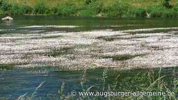 Die Wertach blüht in Augsburg auf