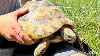 Happy End für Schildkröte Hilde in Jena