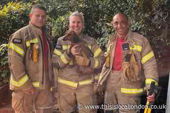 Eltham sausage dog rescued by Greenwich fire crews