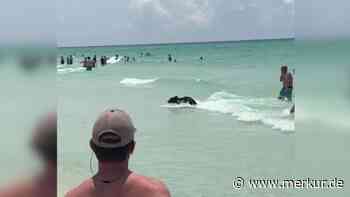 Überraschungs-Moment am Strand von Florida: Schwimmender Schwarzbär verblüfft Badegäste