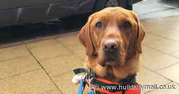 Devastated mum's warning as beloved dog chokes to death playing fetch