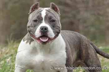 Chessington dog attack: Woman left with broken leg