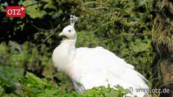 Ganz Jena rätselt wem der weiße Pfau gehört