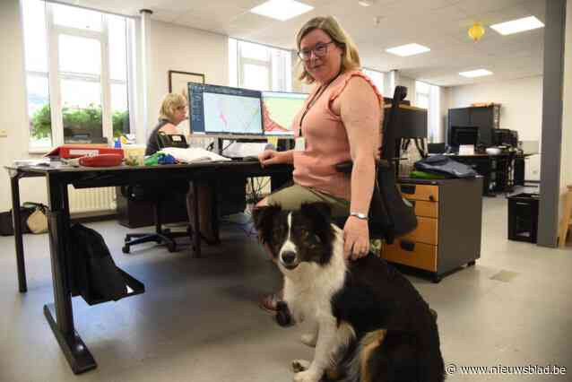 Gemeentepersoneel brengt hond mee naar de werkvloer
