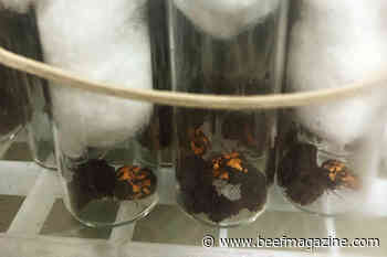 ARS researchers seek to reduce U.S. cattle fever tick population