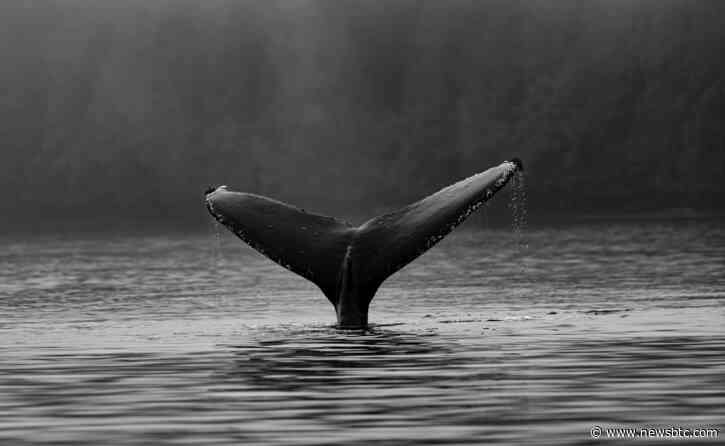 Chainlink (LINK) Whale Transfers Spike, Bearish Sign?