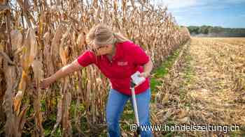 Glencore formt einen neuen US-Agrargiganten mit Bunge