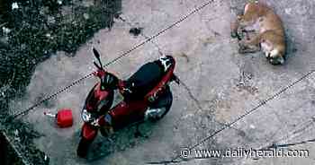 Lake County's black bear just the latest wild animal roaming the suburbs