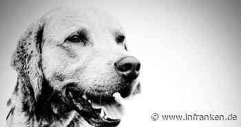Tierheim Bayreuth trauert um Hund Caruso: "zum Sterben ausgesetzt?"