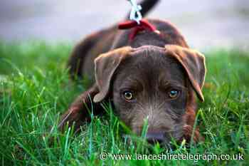 20 most affordable dog breeds to own in the UK revealed