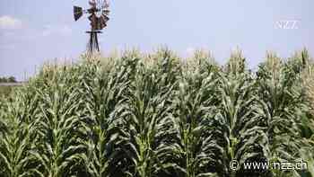 Glencore fährt die Ernte ein: Agrartochter Viterra schliesst sich mit Bunge zusammen