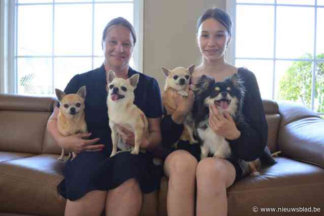 25 chihuahua’s die tien maanden in asiel zaten door rechtszaak eindelijk vrijgelaten