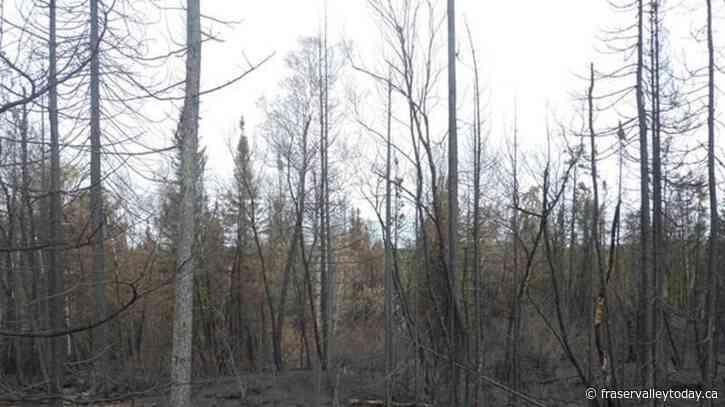 Rain could help Quebec firefighting effort as more than 7,200 people still evacuated