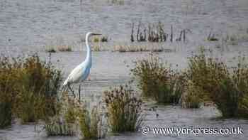 Aviva in big boost for Wildfowl & Wetlands Trust