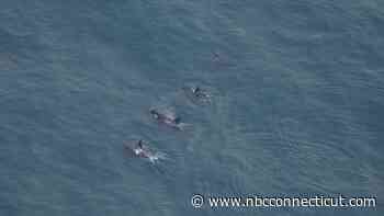 Killer whales spotted in southern New England waters in rare sighting