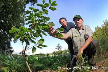 Acker in Bielefeld wird zu Wald
