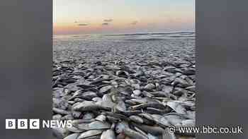 Watch: Thousands of fish wash up on Texas coast