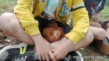 Agriturismi, fattorie didattiche e vendita al dettaglio, al via il bando da 12 milioni di euro per trasformare le aziende agricole del Lazio