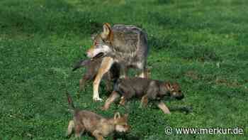 „Alarmstufe Dunkelrot“: Foto liefert Nachweis für Wolfsrudel – und entfacht Diskussion