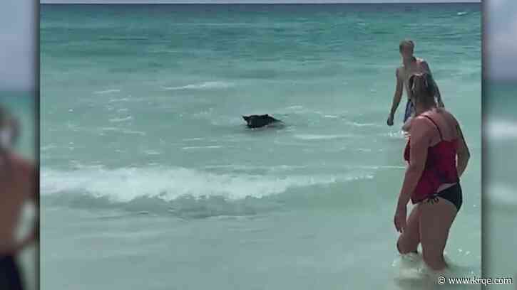 Family encounters bear swimming at Florida beach   