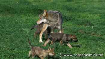 „Alarmstufe Dunkelrot“: Foto liefert Nachweis für Wolfsrudel – und entfacht Diskussion