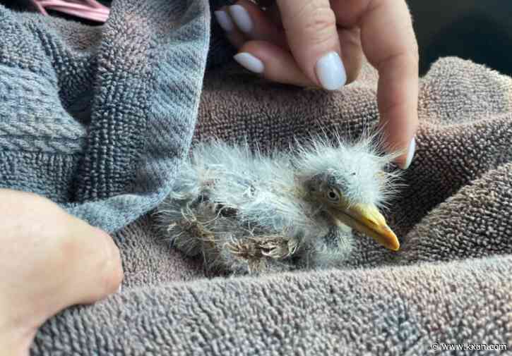 City of Taylor making changes after birds killed in July 4, 2022 fireworks, some say it's not enough