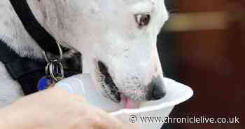 Vet shares expert tips on keeping your dog hydrated as heatwave hits the UK