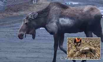 First rabid moose in North America spotted 'drooling,' acting 'aggressively' toward humans in Alaska