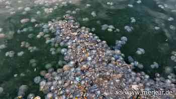 Vorsicht am Strand: Quallen-Plage auf Mallorca