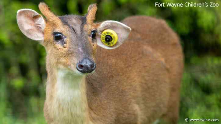 Wild on WANE: Muntjac and Asian Birds