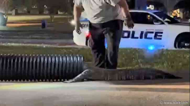Large gator removed from shopping center parking lot along Corporate Boulevard